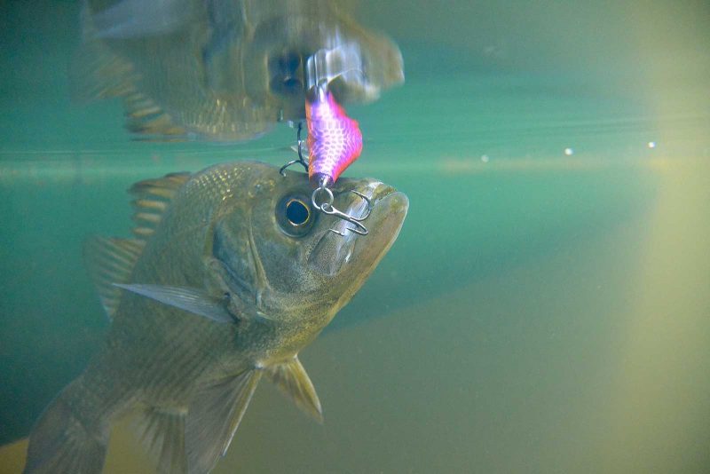 Pic. Andrew McGovern Taylormade Lures