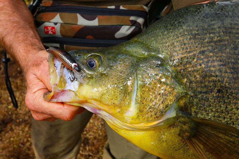 Pic. Andrew McGovern Taylormade Lures