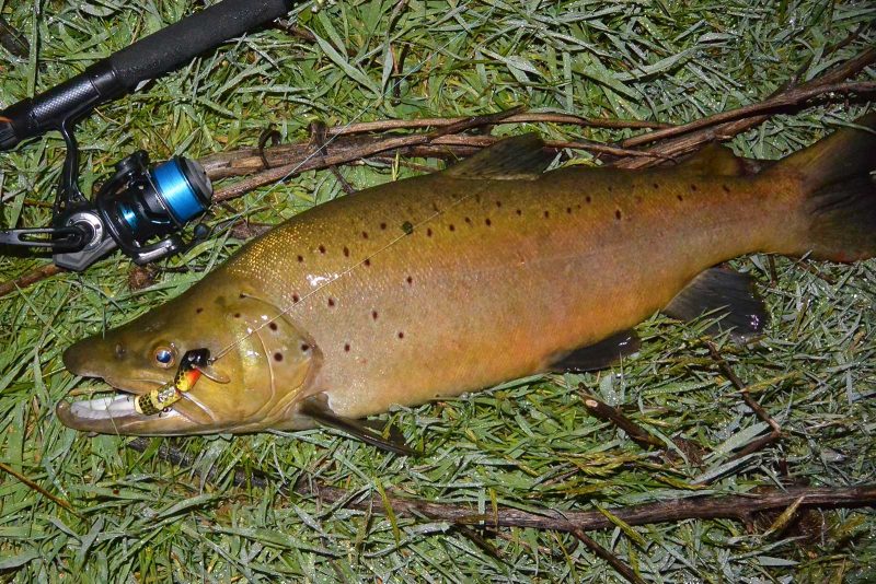 Pic. Andrew McGovern Taylormade Lures