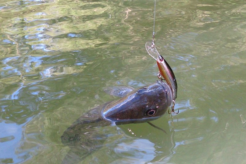 Taylormade Lures