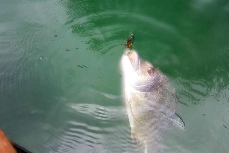 Taylormade Lures
