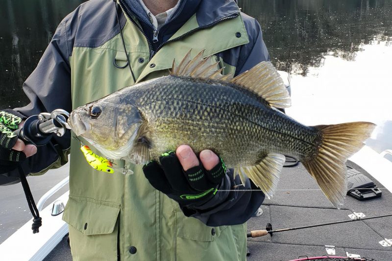 Taylormade Lures