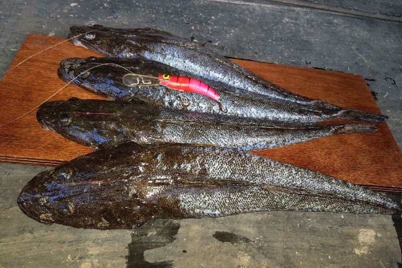 Taylormade Lures