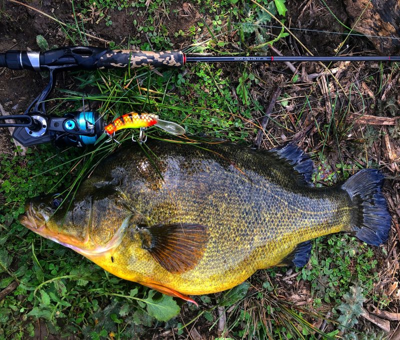 Pic. Andrew McGovern Taylormade Lures